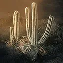 Harsh Adaptations