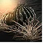 Desert Biome: Rare Monster Modifiers Chance