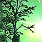 Forest Biome: Azmeri Spirit Chance