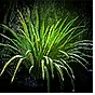 Grass Biome: Summoning Circle Chance