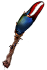 Callinellus Malleus