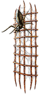 Lycosidae
