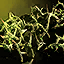 Briarpatch
